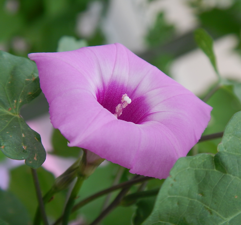 THE IPOMOEA PROJECT